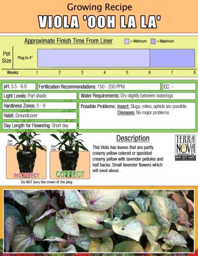 Viola 'Ooh La La' - Growing Recipe