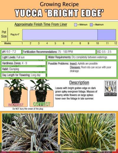 Yucca 'Bright Edge' - Growing Recipe