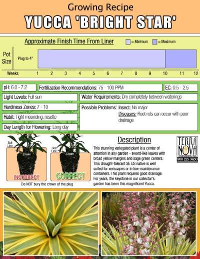 Yucca 'Bright Star' - Growing Recipe