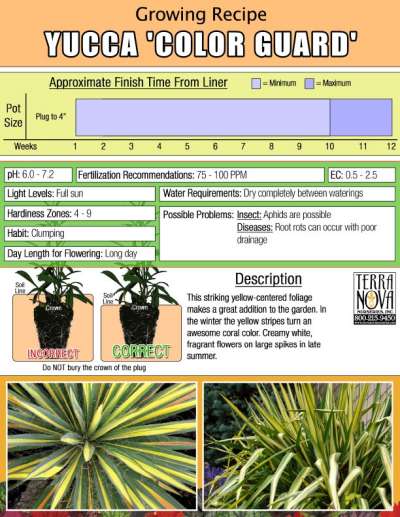 Yucca 'Color Guard' - Growing Recipe