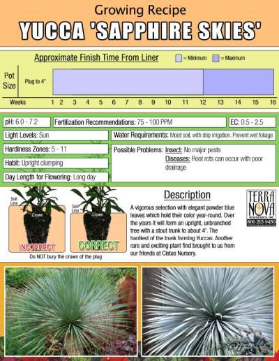 Yucca 'Sapphire Skies' - Growing Recipe