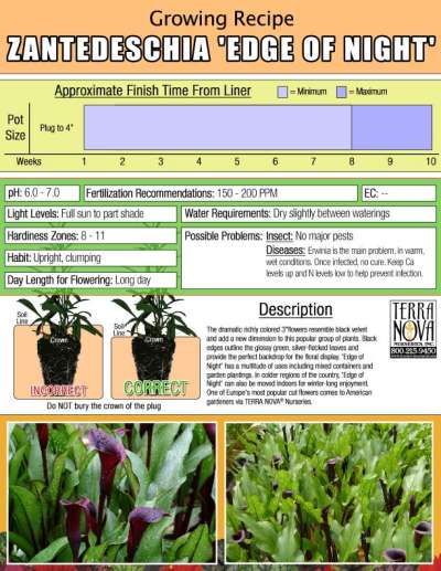 Zantedeschia 'Edge Of Night' - Growing Recipe