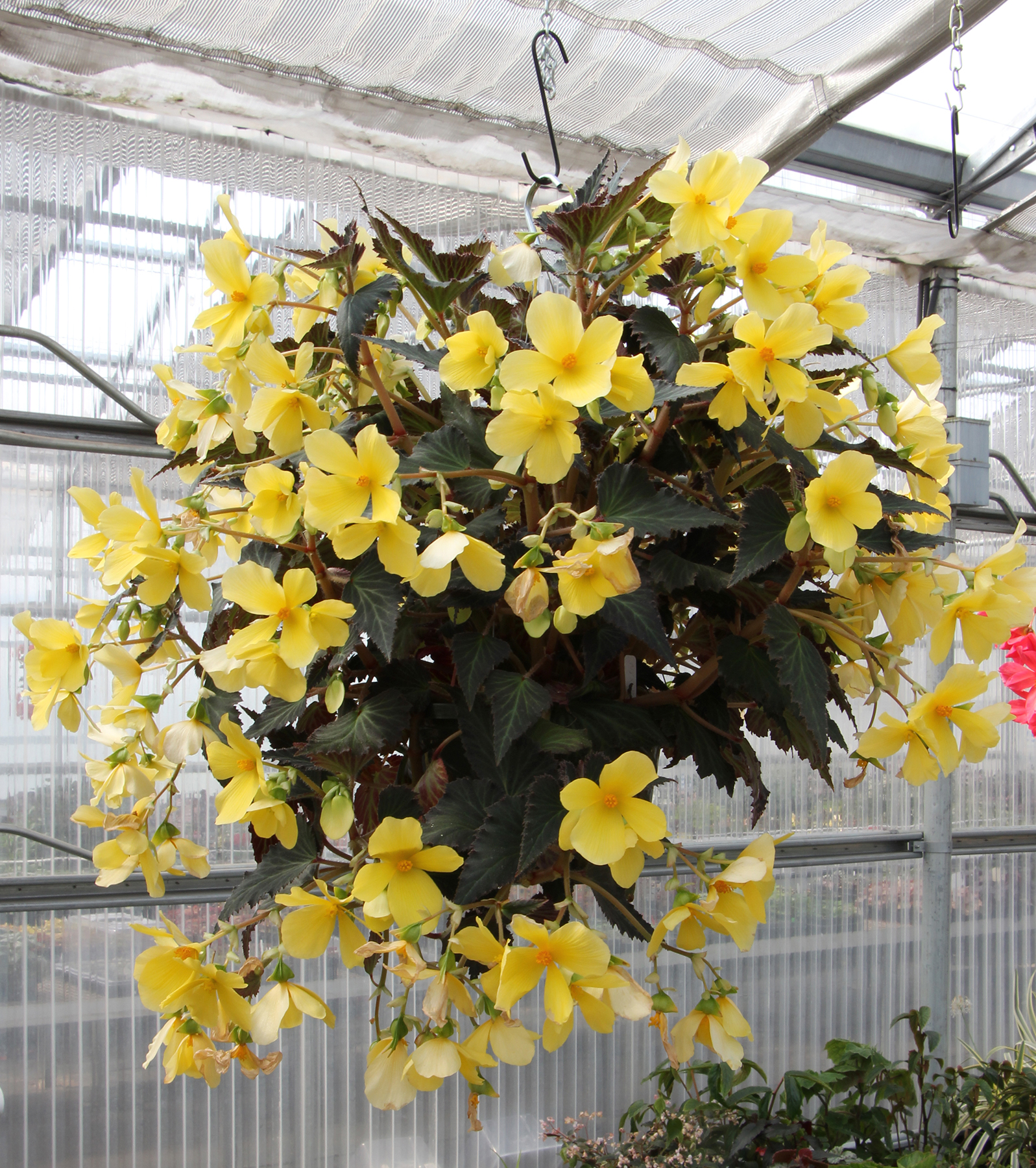Begonia DAYSTAR™ 'Yellow' | TERRA NOVA® Nurseries, Inc.