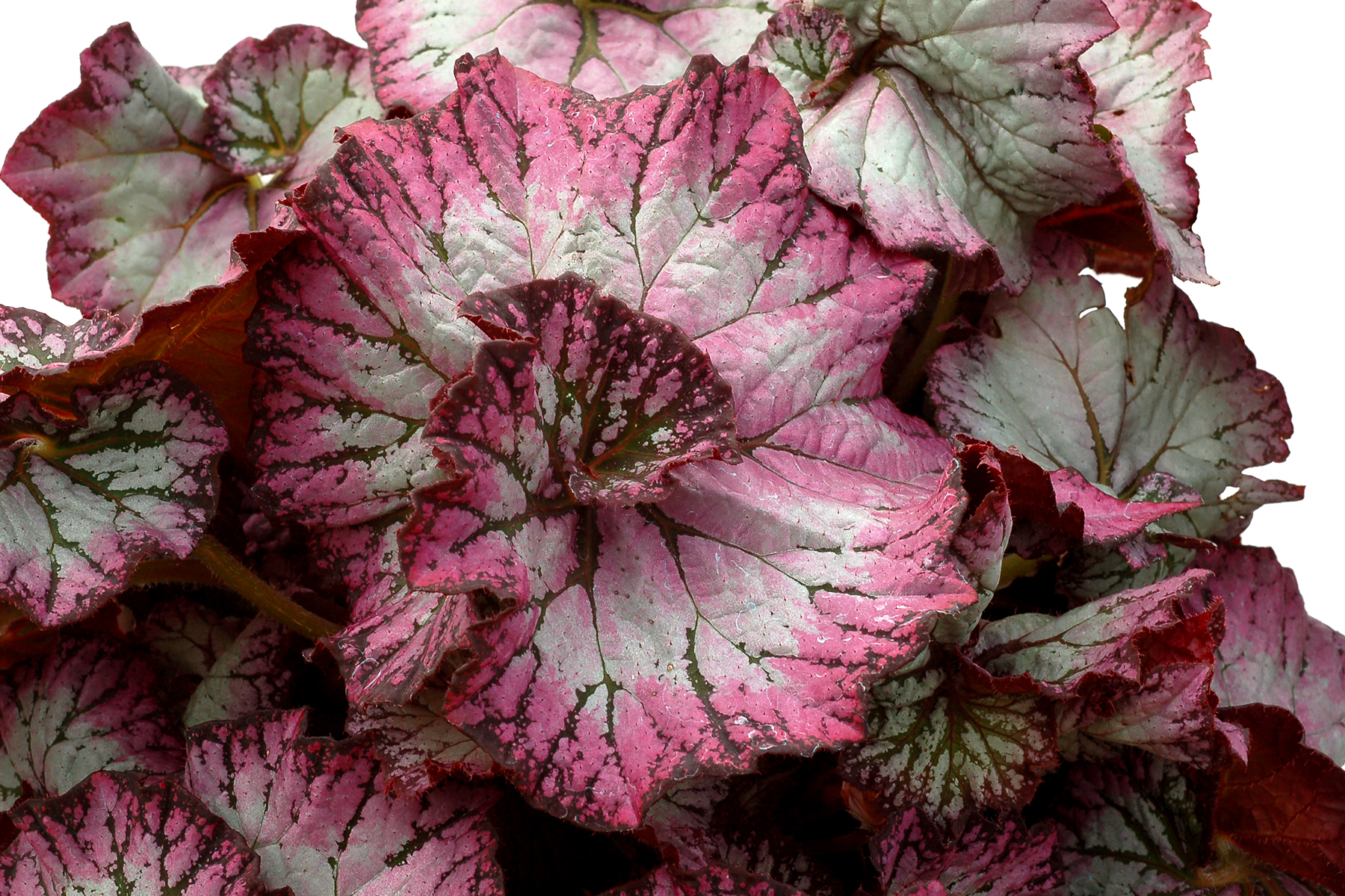 Begonia NAUTILUS™ 'Lilac' | TERRA NOVA® Nurseries, Inc.