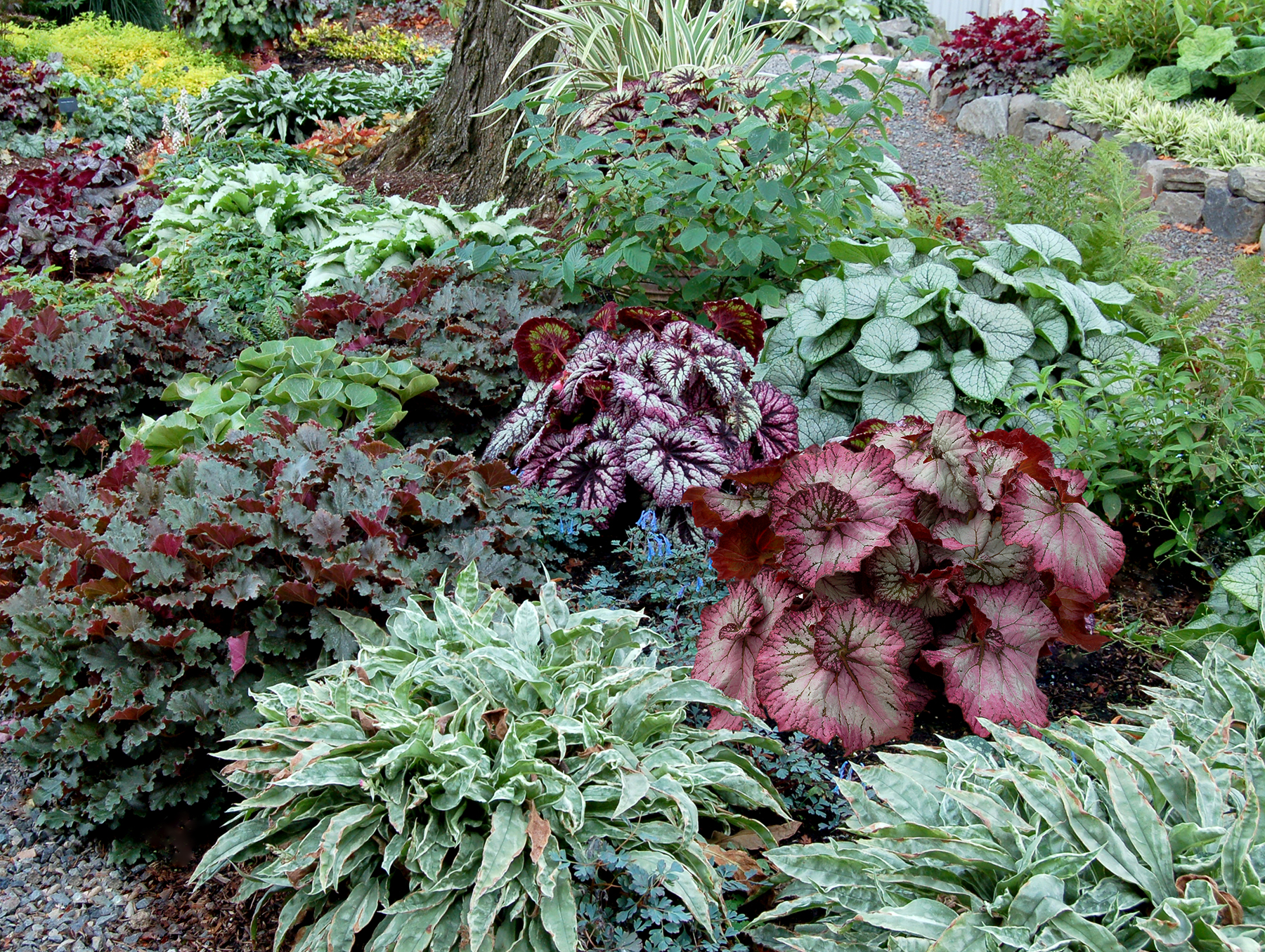 Begonia NAUTILUS™ 'Lilac' | TERRA NOVA® Nurseries, Inc.