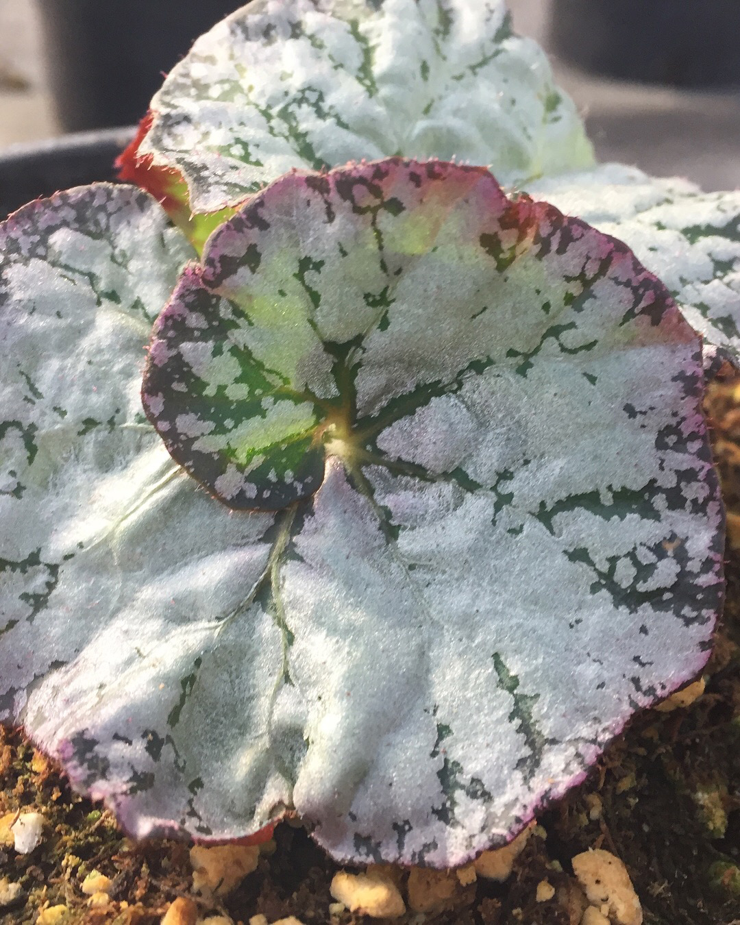 Begonia NAUTILUS™ 'Lilac' | TERRA NOVA® Nurseries, Inc.