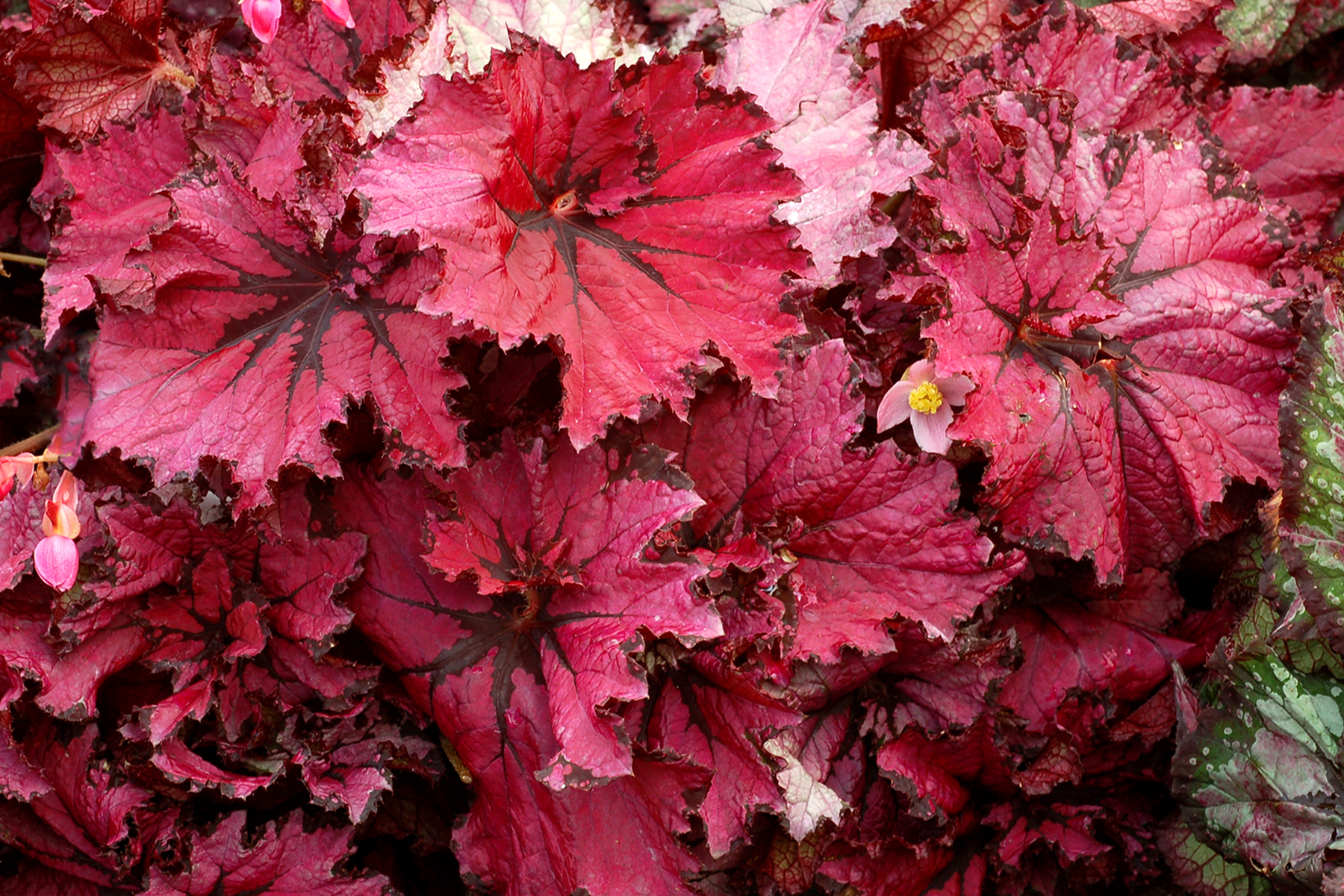 Begonia NAUTILUS™ 'Ruby' | TERRA NOVA® Nurseries, Inc.
