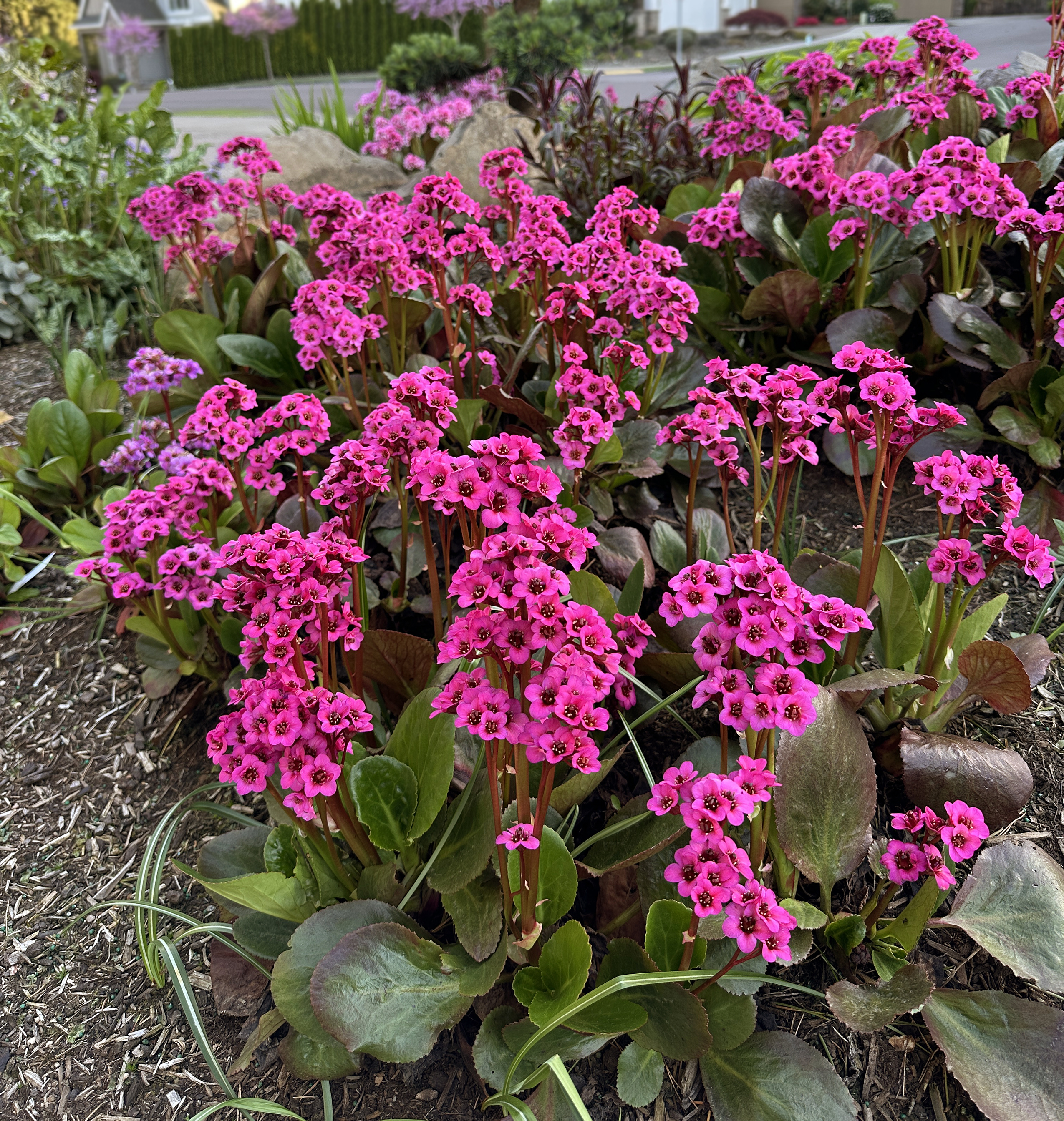 Bergenia VINTAGE 'Pink' | TERRA NOVA Nurseries, Inc.