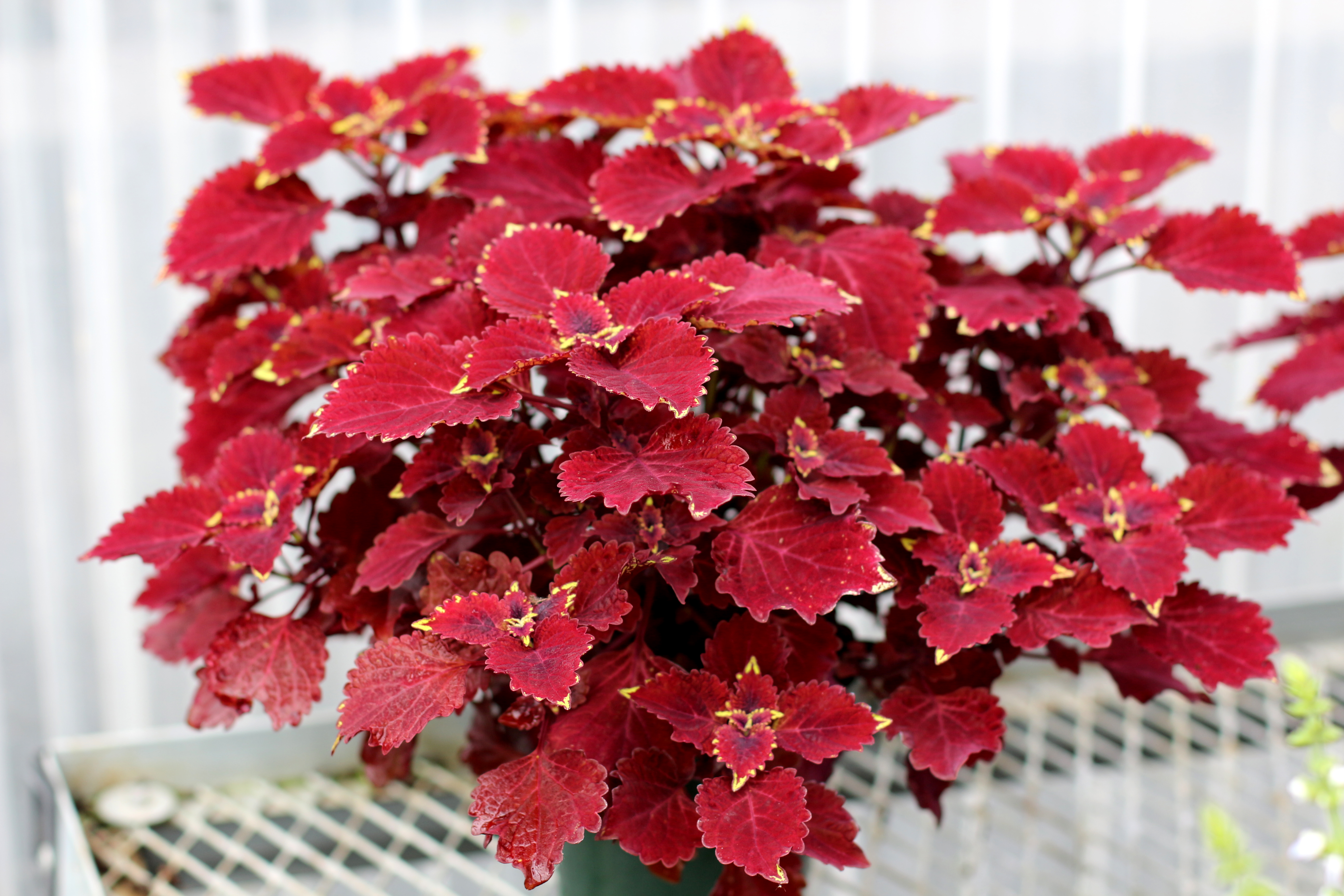 Coleus COLOR CLOUDS™ ‘Be Mine’ | TERRA NOVA® Nurseries, Inc.