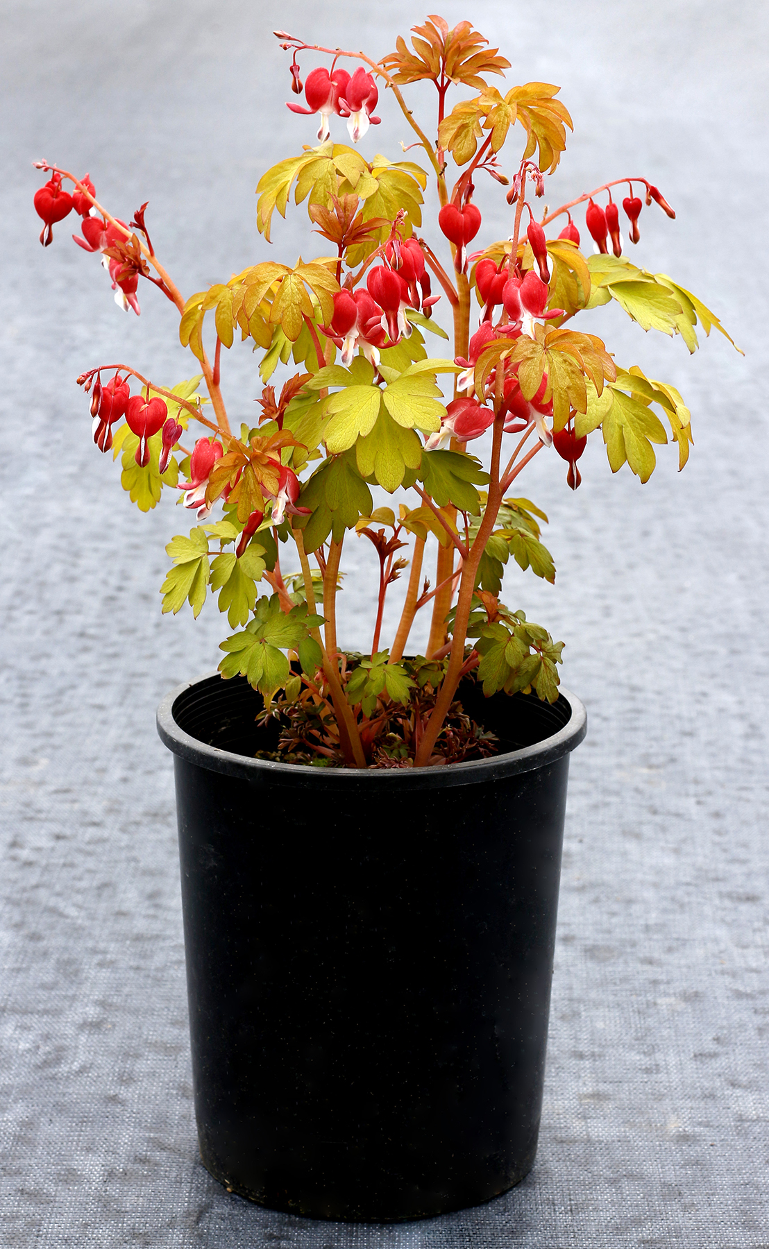 Dicentra ‘Ruby Gold’ | TERRA NOVA® Nurseries, Inc.