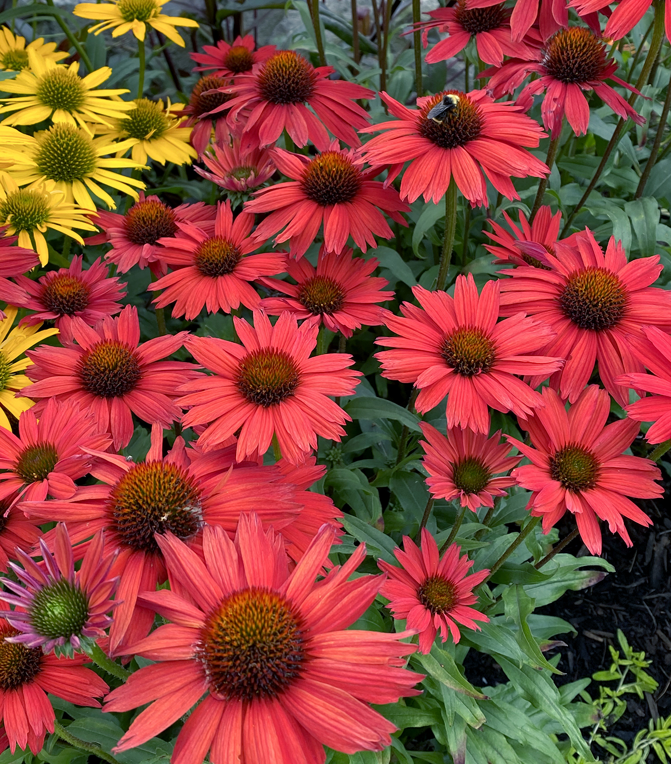 Echinacea KISMET® ‘Red’ | TERRA NOVA® Nurseries, Inc.