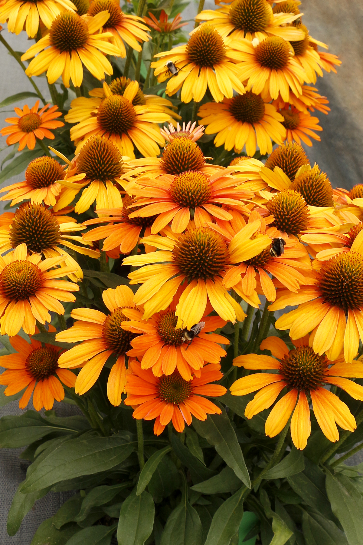 Echinacea PRIMA™ ‘Saffron’ | TERRA NOVA® Nurseries, Inc.