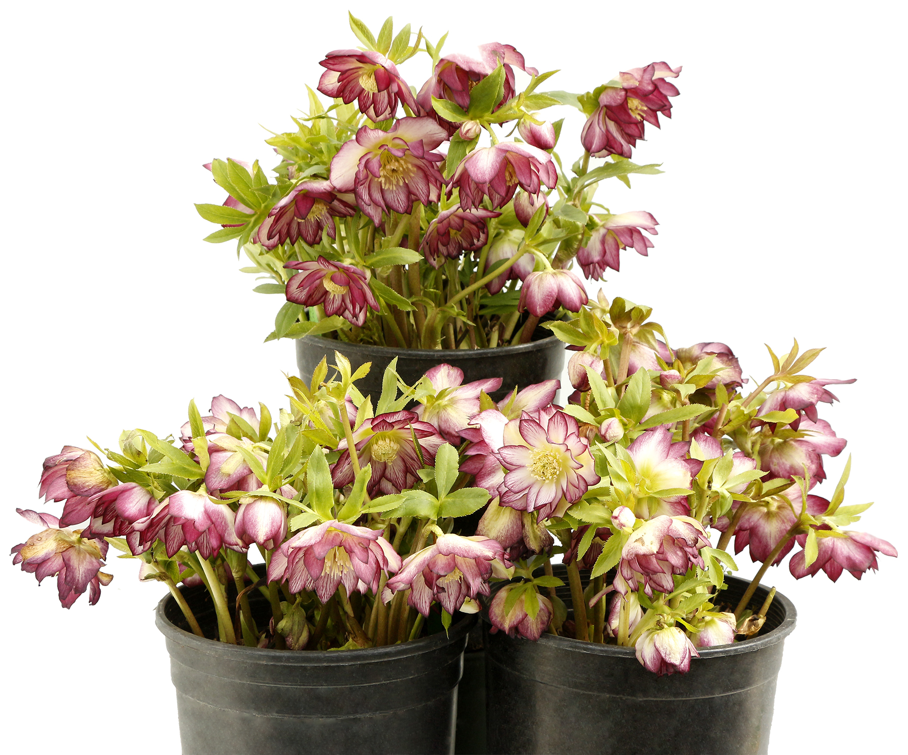 Helleborus NORTH STAR™ ‘Garnet Frills’ | TERRA NOVA® Nurseries, Inc.