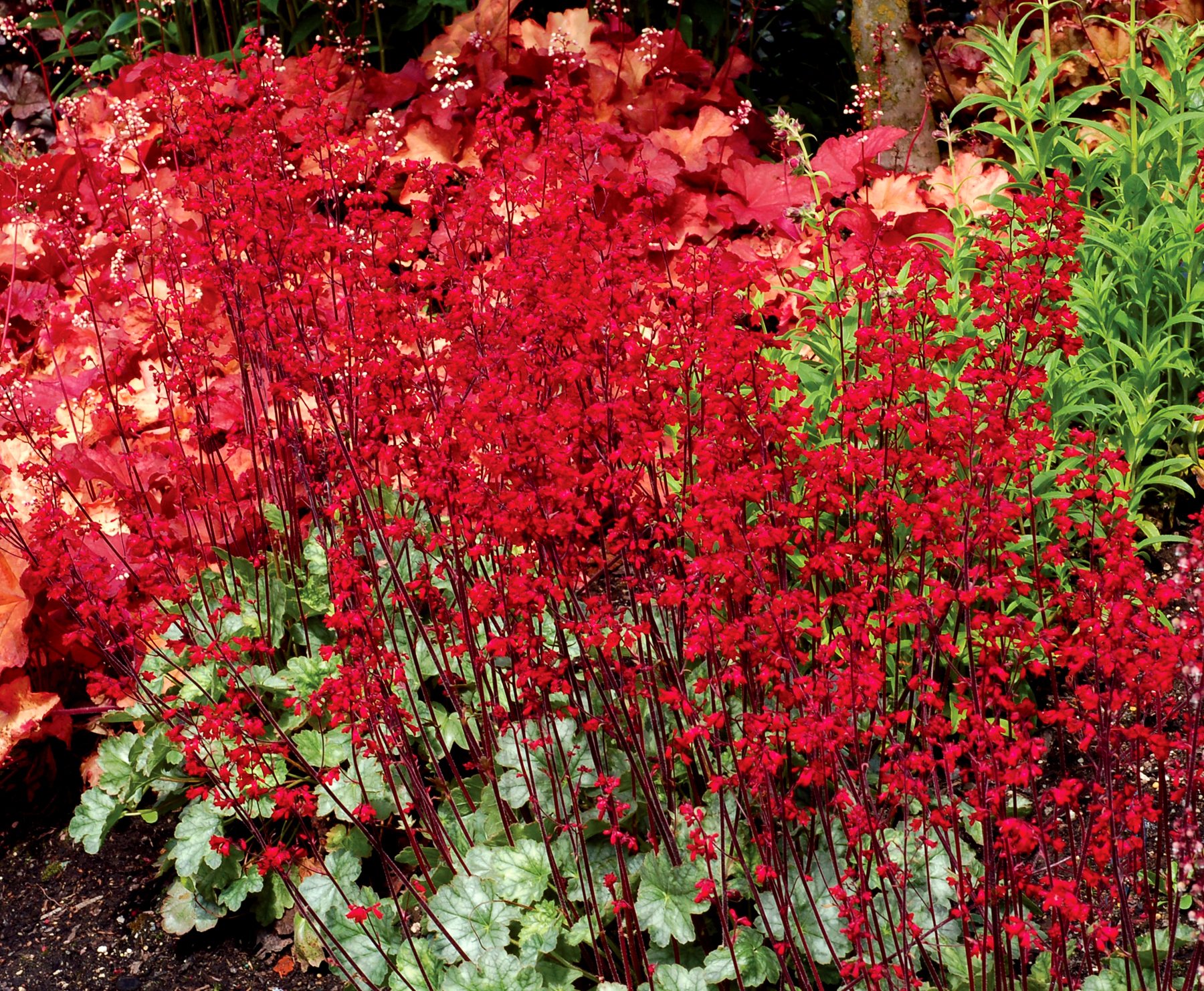 Heuchera ‘Lipstick’ | TERRA NOVA® Nurseries, Inc.