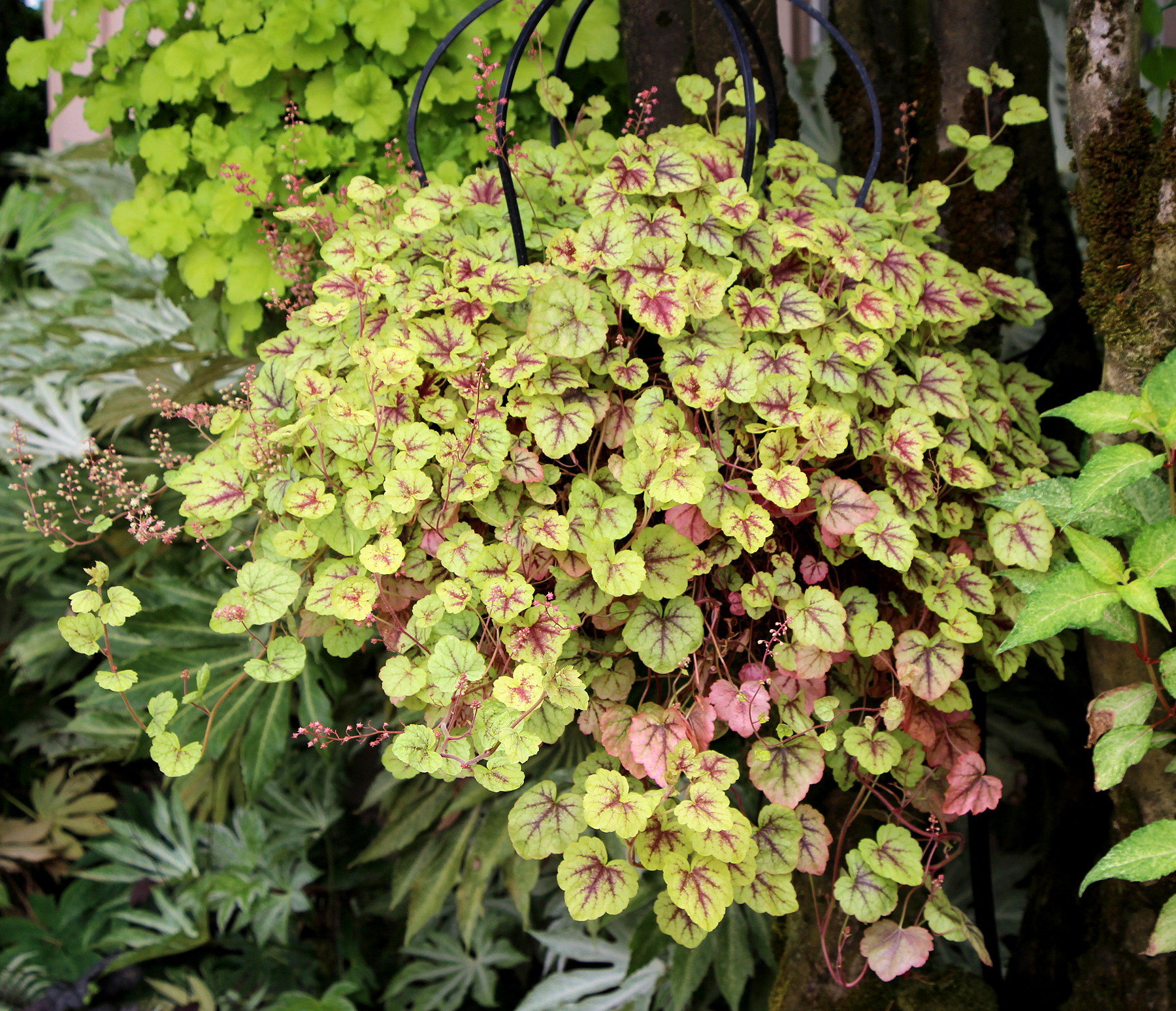 Heucherella ‘Gold Cascade’ | TERRA NOVA® Nurseries, Inc.