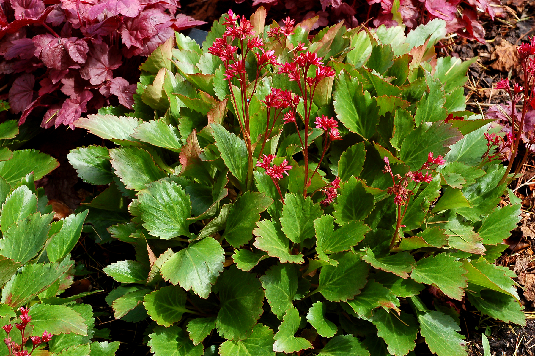 Nova™ Flame Mukgenia Perennial - All Year Color - 4 Pot 