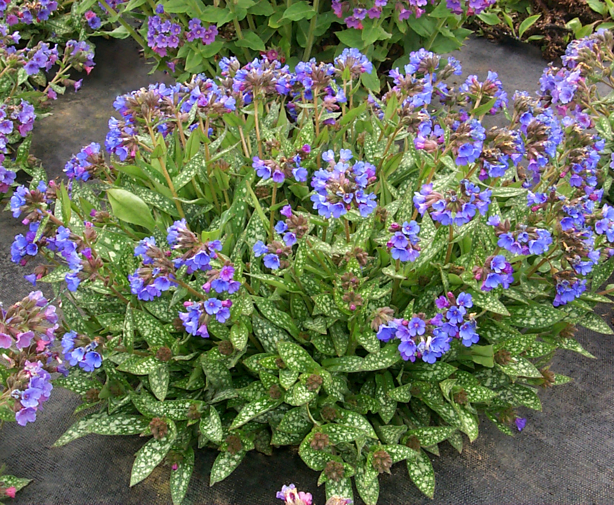 Pulmonaria ‘Little Star’ | TERRA NOVA® Nurseries, Inc.