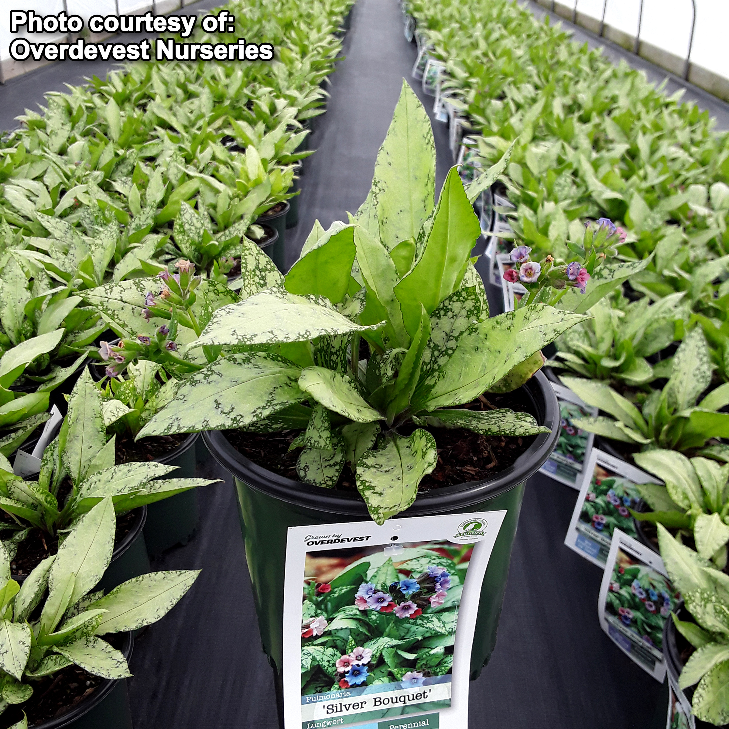 Pulmonaria saccharata 'Silver Streamers' Lungwort