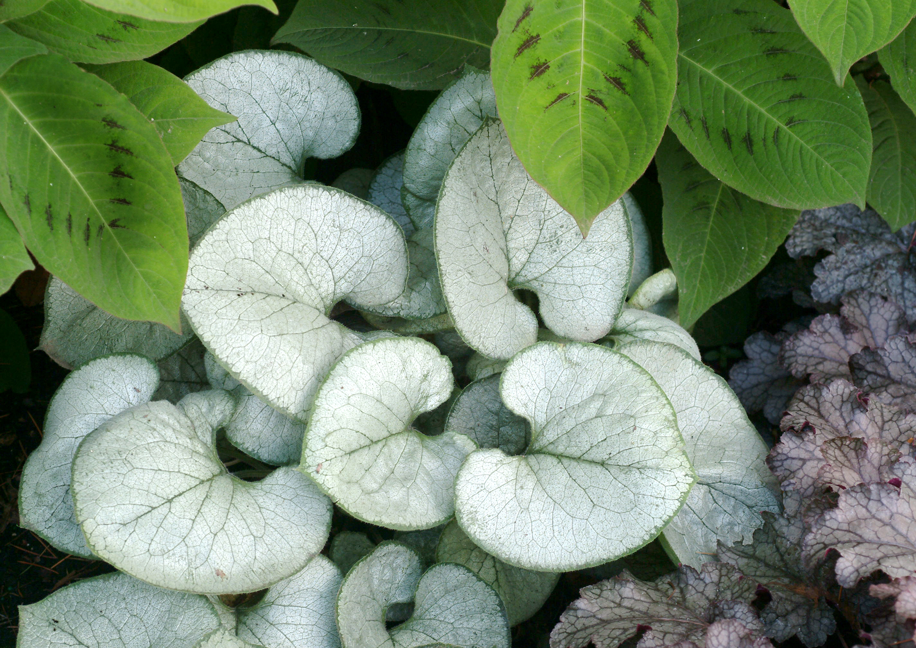 1 PLANT Brunnera macrophylla 'Looking Glass' ITEMS FREE P/P WHEN YOU BUY 3