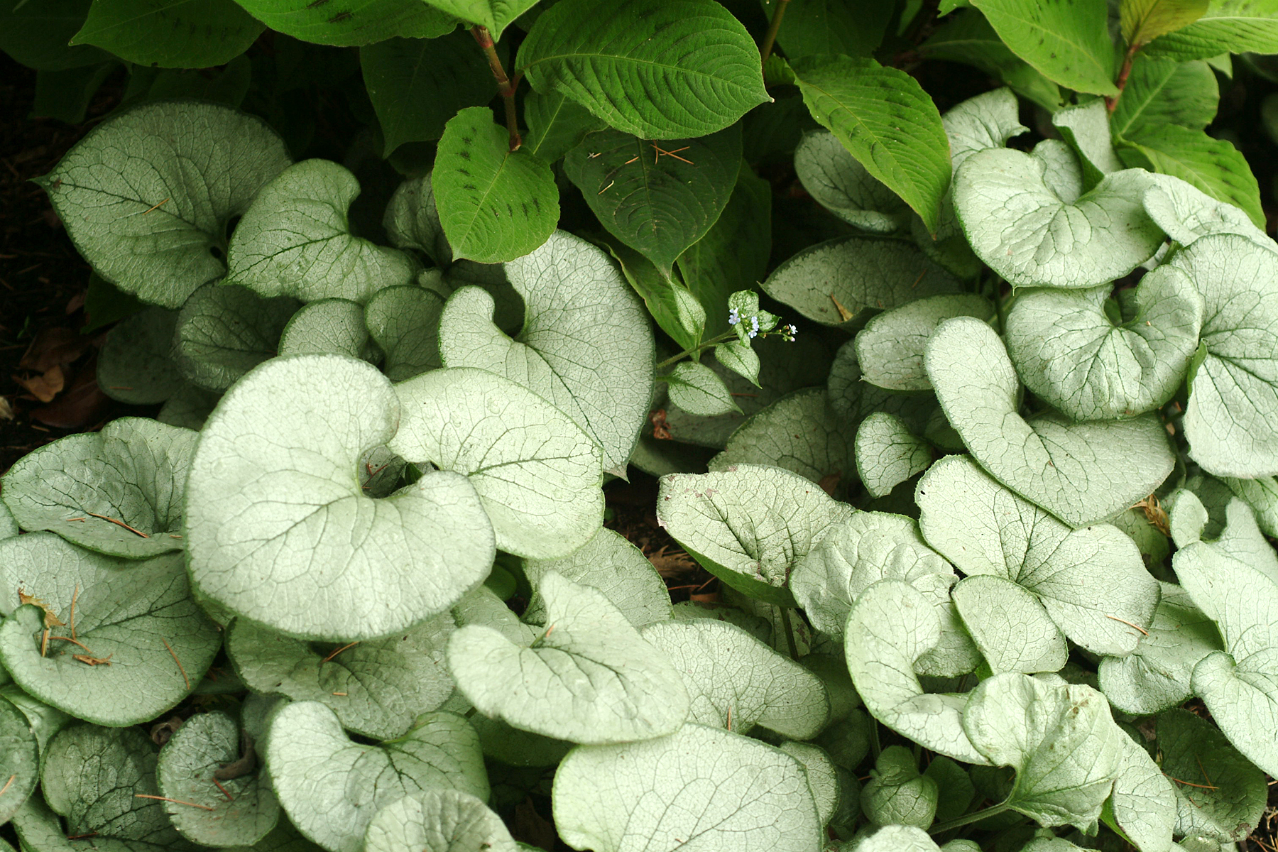 1 PLANT Brunnera macrophylla 'Looking Glass' ITEMS FREE P/P WHEN YOU BUY 3