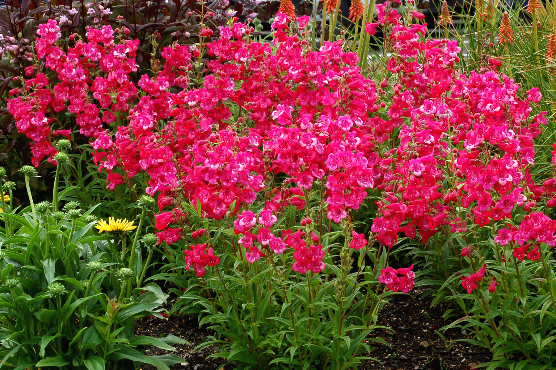 Penstemon Peptalk Hot Pink Summer Autumn Flowering Perennial Garden Plant