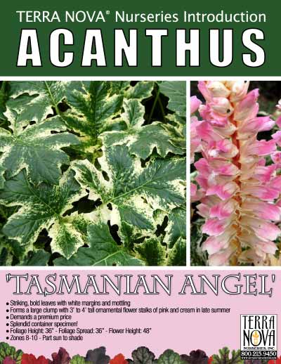 Acanthus 'Tasmanian Angel' - Product Profile