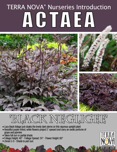 Actaea 'Black Negligee' - Product Profile