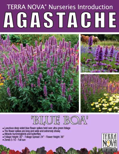 Agastache 'Blue Boa' - Product Profile