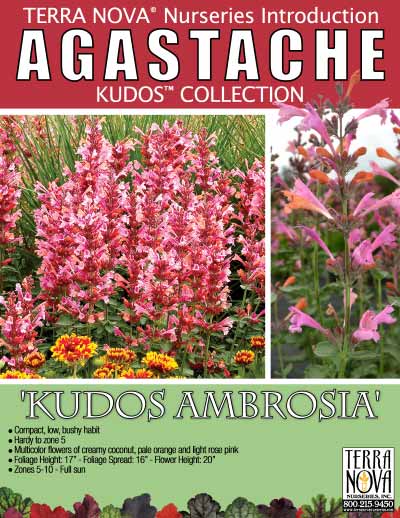Agastache 'Kudos Ambrosia' - Product Profile