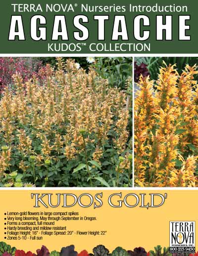 Agastache 'Kudos Gold' - Product Profile