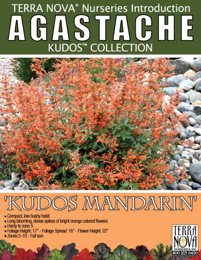 Agastache 'Kudos Mandarin' - Product Profile