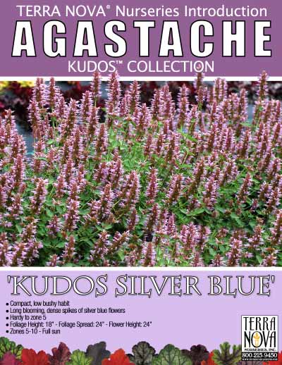 Agastache 'Kudos Silver Blue' - Product Profile