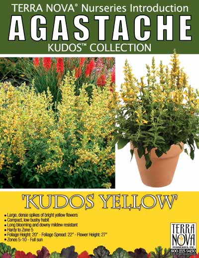 Agastache ‘Kudos Yellow’ - Product Profile