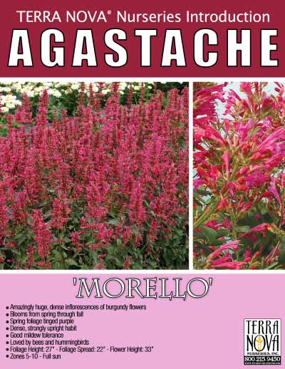 Agastache 'Morello' - Product Profile