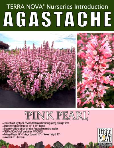 Agastache 'Pink Pearl' - Product Profile