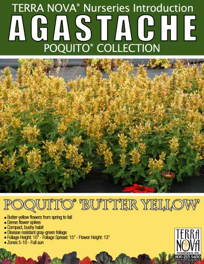 Agastache POQUITO™ 'Butter Yellow' - Product Profile