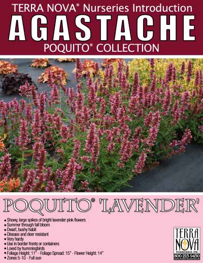 Agastache POQUITO® 'Lavender' - Product Profile