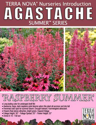 Agastache 'Raspberry Summer' - Product Profile