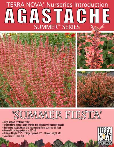 Agastache 'Summer Fiesta' - Product Profile