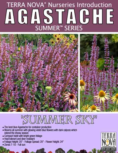 Agastache 'Summer Sky' - Product Profile
