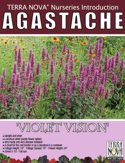 Agastache 'Violet Vision' - Product Profile