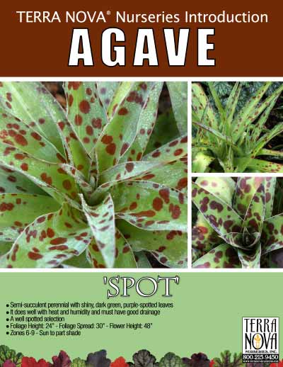 Agave 'Spot' - Product Profile