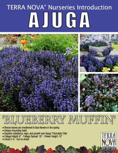 Ajuga 'Blueberry Muffin' - Product Profile