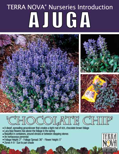 Ajuga 'Chocolate Chip' - Product Profile