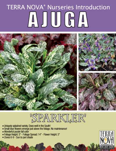 Ajuga 'Blueberry Sparkler' - Product Profile