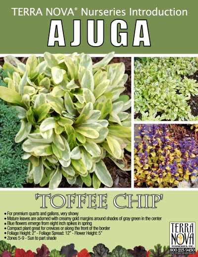 Ajuga 'Toffee Chip' - Product Profile