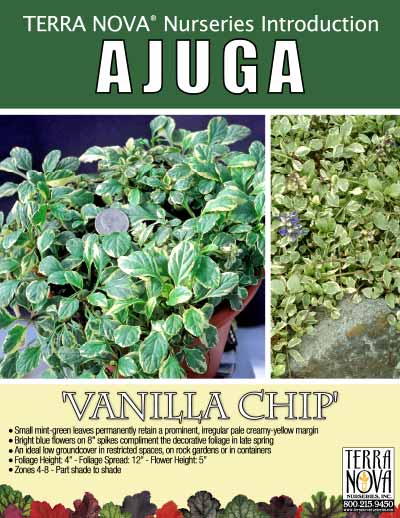 Ajuga 'Vanilla Chip' - Product Profile