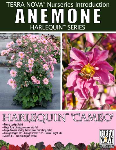 Anemone HARLEQUIN™ 'Cameo' - Product Profile