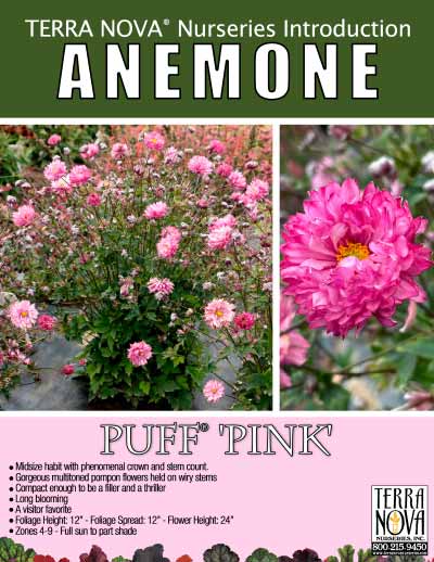Anemone PUFF® 'Pink' - Product Profile