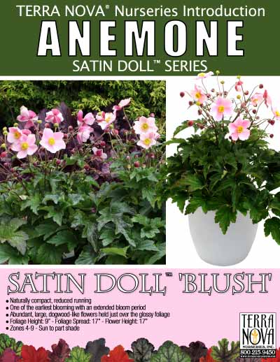 Anemone SATIN DOLL™ Blush - Product Profile